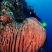 sponge_barrel_jg_v_0705_png0821.jpg